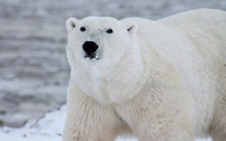 一只北极熊胖680公斤 摄影师：它爱吃又被养胖