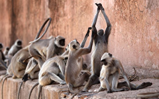 猴子成群滋事 印度边境警卫用这招吓阻