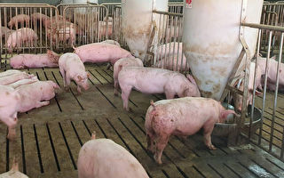 生產商因瘟疫關閉工廠 大陸豬肉供應雪上加霜