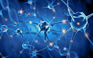 神经元如何排列组成大脑？科学家发现隐形指令