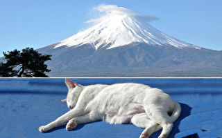 爱猫插画家风景画都是猫 猫是富士山也是火把