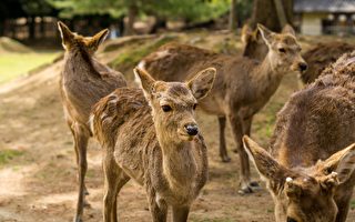 疫情下游客喂食大减 日本奈良鹿四处找吃的