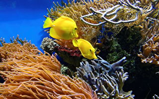 挽救珊瑚礁白化！ 科学家用3D打印造鱼苗栖息地