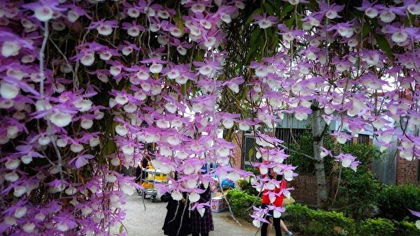 “花的瀑布” 台湾石斛兰盛开花海壮观
