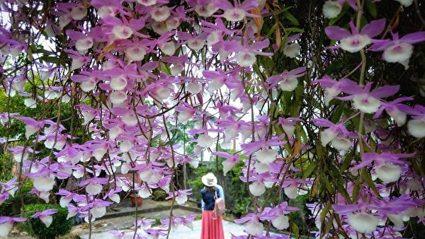 “花的瀑布” 台湾石斛兰盛开花海壮观