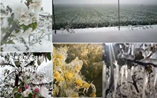 【現場視頻】大陸多地作物被凍 果農連叫苦