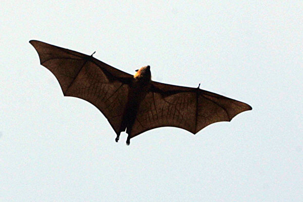 蝙蝠及其體內的病毒已存在幾萬年，一直以來卻沒有跨界人類。但為何近年常跨界？ ( NARINDER NANU/Getty Images)