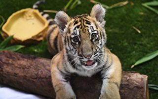 洛杉矶动物园疏离猫科动物 员工配防护