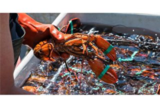 龙虾分解微塑料 进一步污染环境