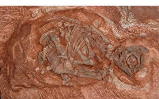 考古發現未孵化的恐龍蛋