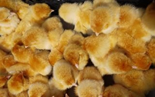 巴基斯坦被丢弃的一批蛋 孵出几千只小鸡