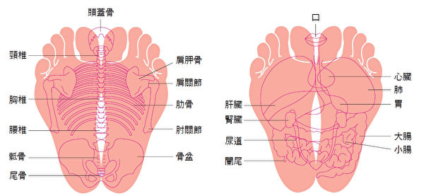 腳掌的一部分反映出身體某部分，此稱為腳底反射區。（和平國際提供）