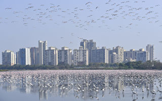 印度孟買封城 十幾萬隻紅鶴湧入 可望破紀錄