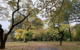 公園人流增   紐約市成立公園「恢復基金」 填補財政缺口