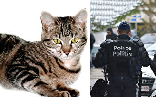 違反宵禁！虎斑貓被逮捕還被拍「罪犯大頭照」