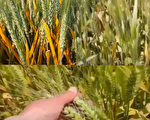 【现场视频】陕西小麦遭遇30年来最严重锈病