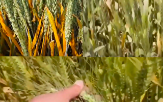 【現場視頻】陝西小麥遭遇30年來最嚴重鏽病