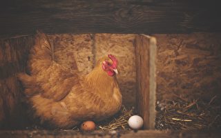 印度养鸡场的母鸡下蛋 蛋黄竟是绿色的
