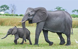 大象妈妈生宝宝 象群围过来祝贺