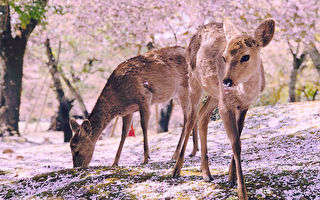 日本奈良鹿赏樱花 美丽景致在网上爆红
