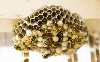 避免黃蜂在家裡築巢的奇招 不用化學製品