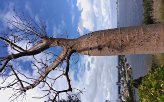 國王公園樹之韻 西澳野花和樹木背後的故事