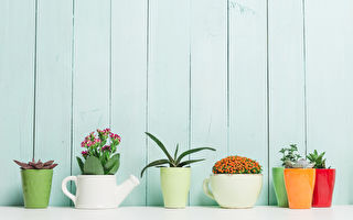 选择盆栽 你的星座适合什么室内植物？（下）