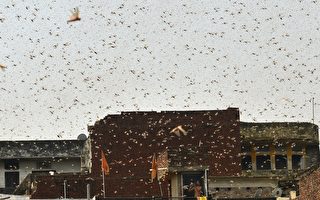 大批蝗蟲入侵印度甘蔗產區 糧食作物面臨威脅