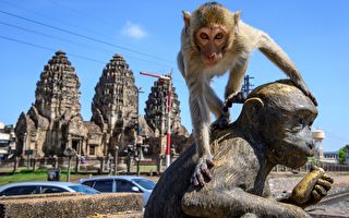 泰国古城遭猴子占领 人们欲抢回失地