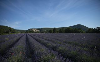 组图：法国南部薰衣草盛开 又到蜂农采蜜忙