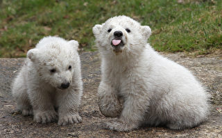 组图：德国动物园里可爱的北极熊双胞胎