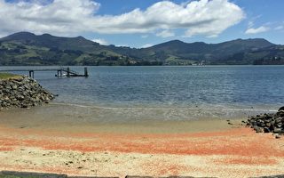 數百萬隻小龍蝦擱淺死亡 染紅紐西蘭海灘