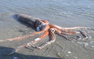 深海怪客 4公尺大王乌贼惊现南非海滩