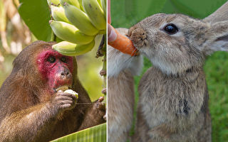 兔子吃红萝卜、猴子吃香蕉？专家：不对！