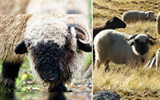 真實版笑笑羊 像狗的黑臉羊喜歡散步和玩耍