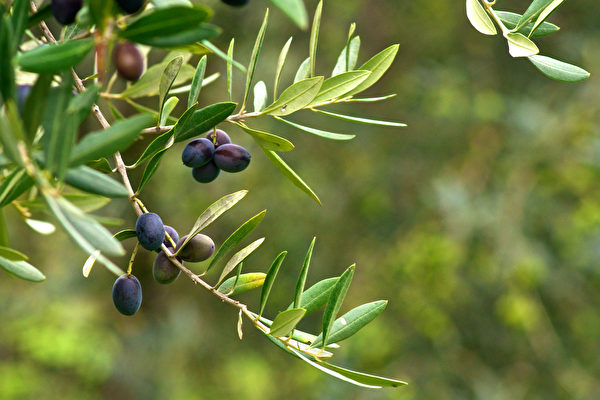 橄欖樹上的橄欖受到大量日曬和害蟲攻擊，為了保護自己，裝備了強大的抗氧化物質。(Shutterstock)