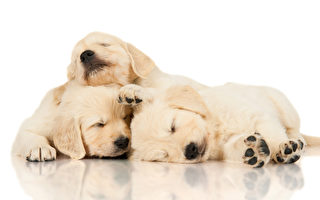 三只黄金猎犬 把彼此当作枕头来用