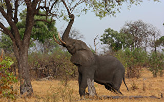 非洲南部出现数百头大象神秘死亡