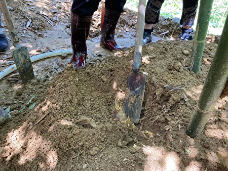 先将土扒开，挖除竹笋周围土壤达到一定深度，使笋裸露，必须尽量保持与分蘖节平行后割断。