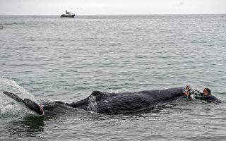抹香鲸遭渔网缠住 潜水员花几天还割不完