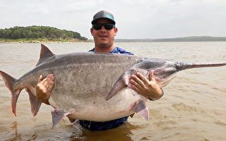 破世界紀錄 美國男釣出146磅巨型匙吻鱘