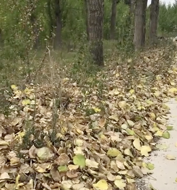 遼寧錦州，樹木因缺水而枯黃掉葉。（視頻截圖）