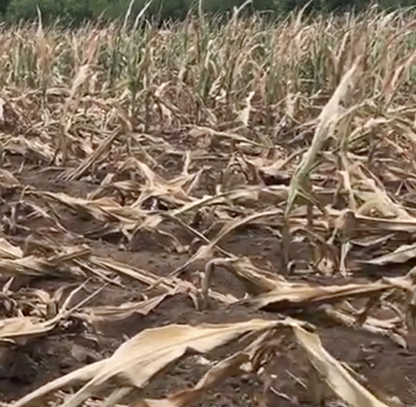遼寧多地的大面積玉米沒熬過抽穗期就已經面臨絕收。（視頻截圖）