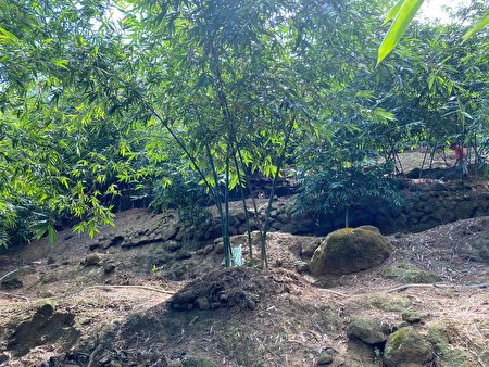绿竹笋喜高温多湿，主要栽培于平地与海拔500公尺以下坡度不大的山坡、溪畔等地。
