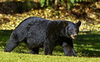 在後院遭黑熊攻擊 日本8旬老婦將牠「摔飛」