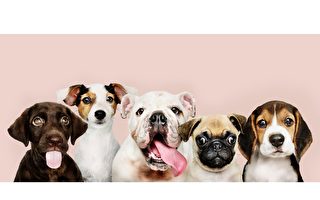 简易抹腮DNA测试爱犬准确品种