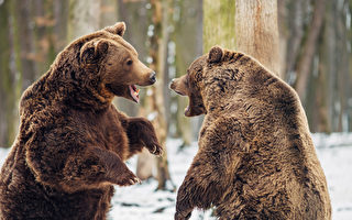 中俄棕熊在边境展开大战 为了争夺领土吗？