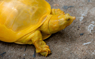 全身都是亮黃色 罕見的鱉在印度現身