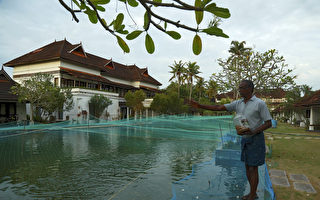 疫情下求生存 印度旅館用豪華游泳池養魚