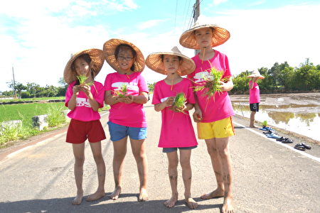 社子國小以「稻米文化」作為課程主題，讓學生更了解家鄉特色。